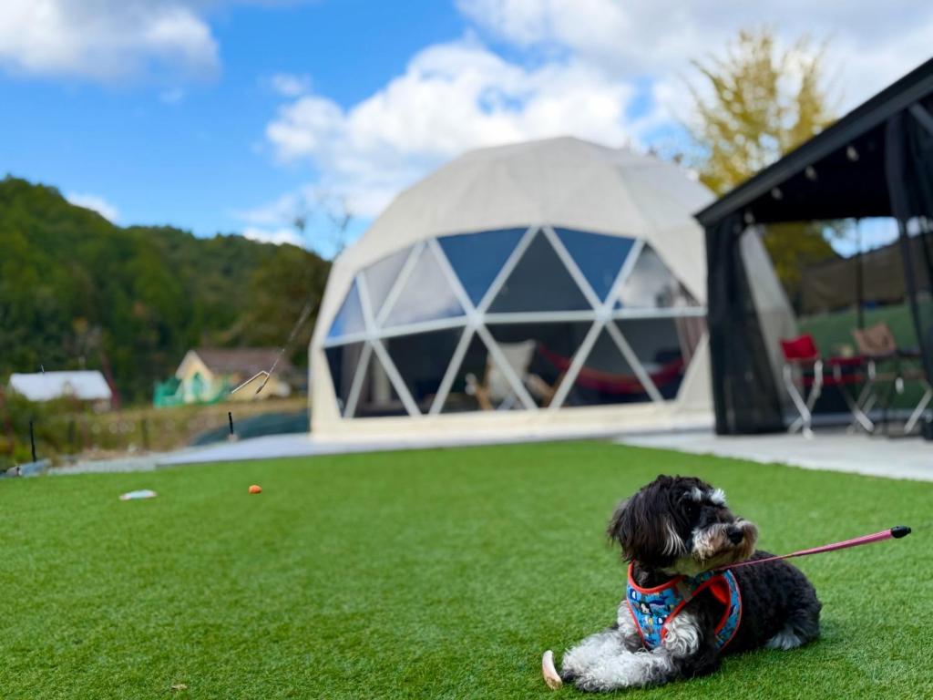 a dog sitting on the grass with a stick in its mouth at Glamping x Kominka MASAZUMI Tei -and- GLAMPING&BBQ VILLAGE Takibi Terrace - Vacation STAY 97095v in Kawabe