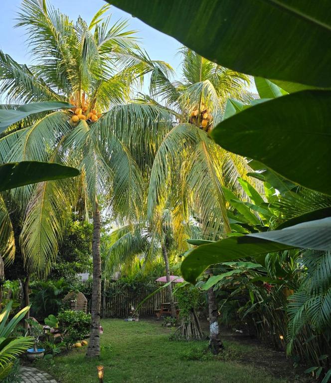 a group of palm trees in a yard at UTOPIA in Gili Air