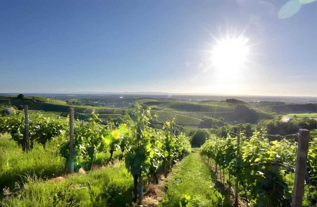a vineyard with the sun in the background at Fewos Weingut Pieper Basler in Offenburg