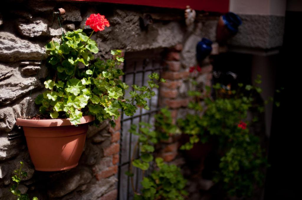 Zahrada ubytování B&B Il Pettirosso
