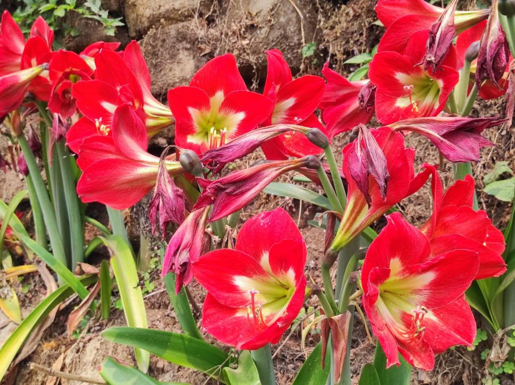 Κήπος έξω από το Blissful Homestay