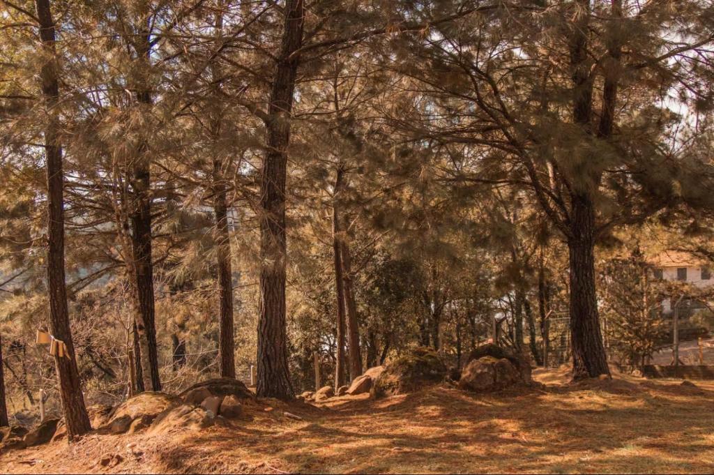 ein Wald aus Bäumen mit einem Haus im Hintergrund in der Unterkunft Cabana Barragem do Salto - 15 min de Canela in São Francisco de Paula