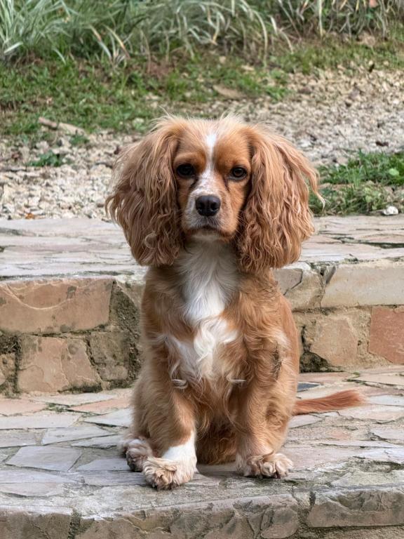 un chien brun et blanc assis sur une marche en pierre dans l'établissement Jaragual EcoHostel, à La Vega