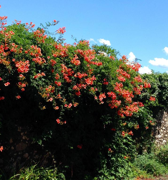 A garden outside Omas Haus