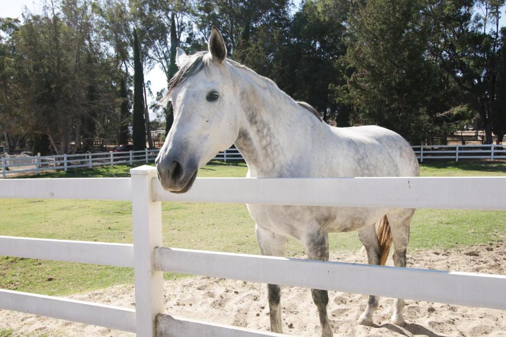 a white horse standing next to a fence at Wine Country Ranch Escape in Buellton