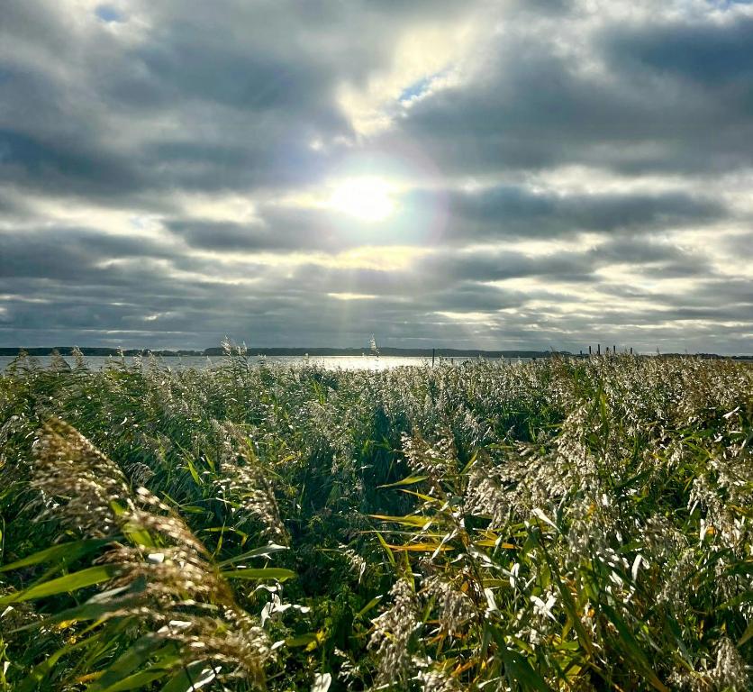 a field of tall grass with the sun in the background at Kalmar House On Fejø Near The Beach in Vesterby