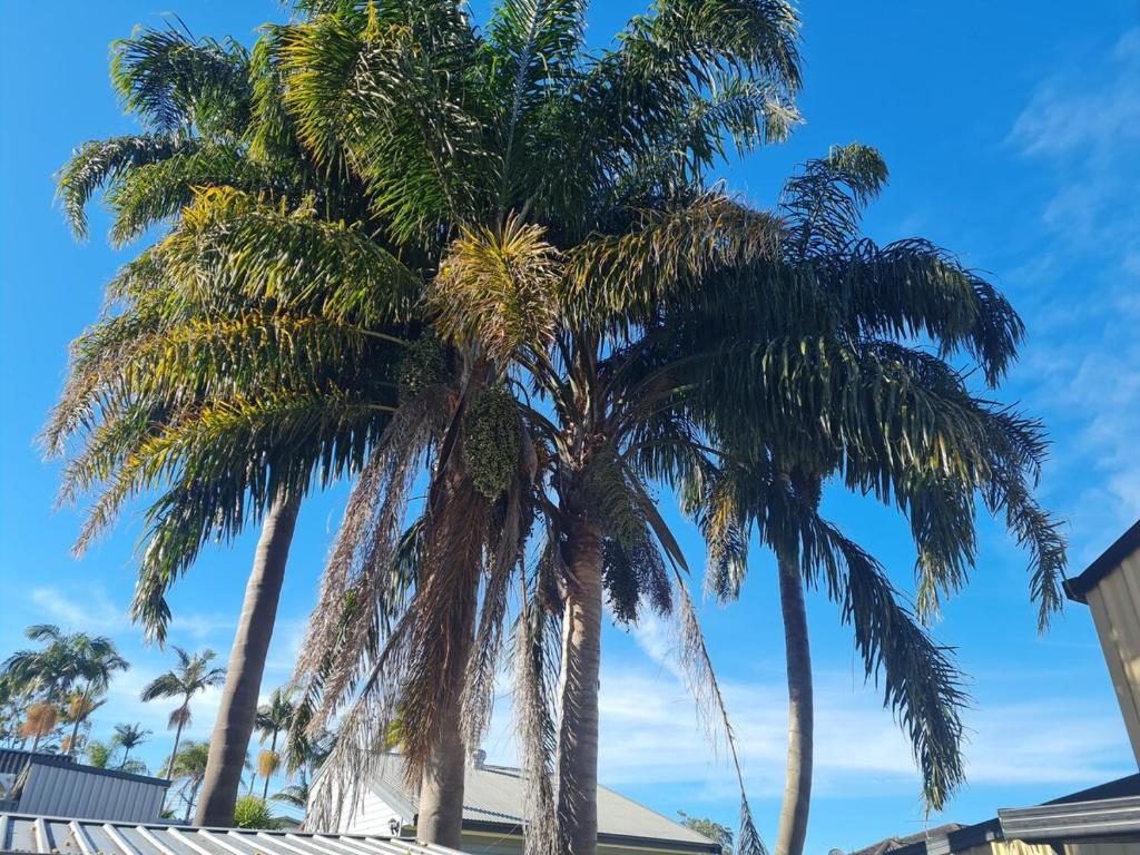 a group of palm trees against a blue sky at Fully Self Contained Guesthouse Retreat in Fishing Point