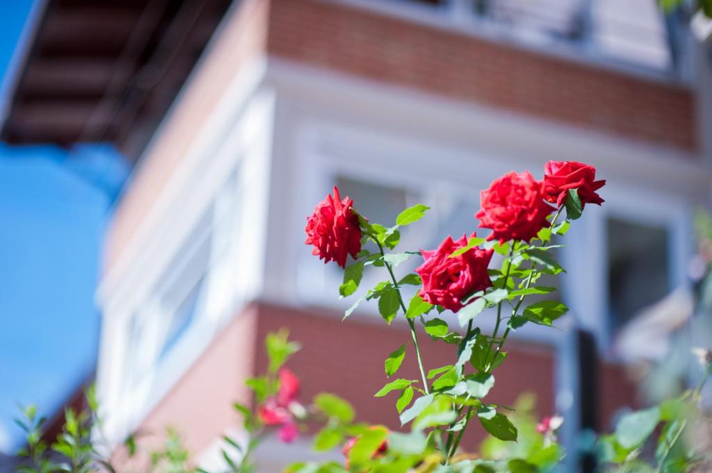 un gruppo di rose rosse di fronte a un edificio di B&B Il Pettirosso a Malonno