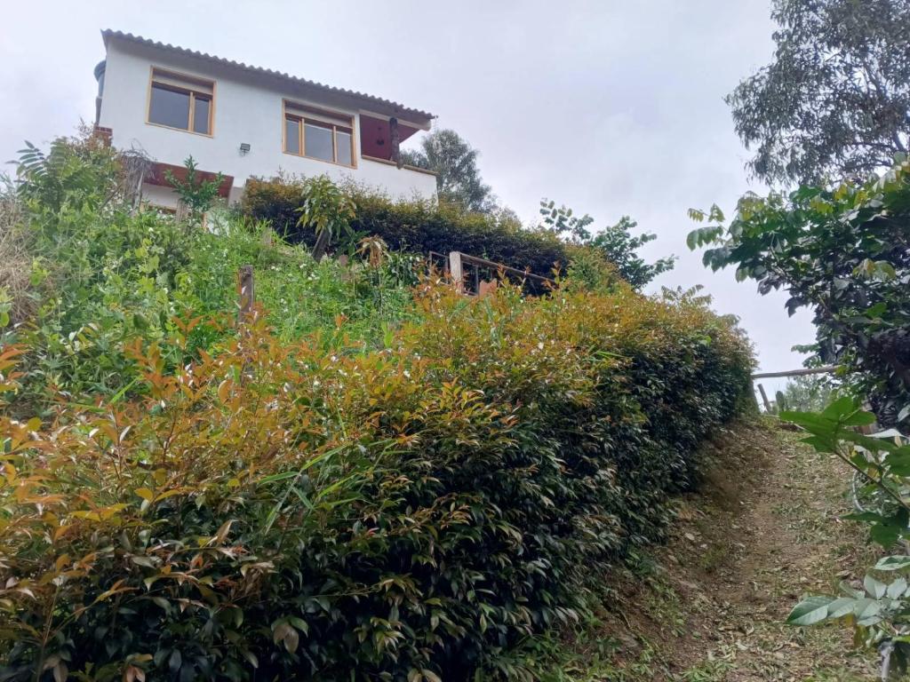 TinjacáPosada Villa Victoria的山丘上灌木丛的房子