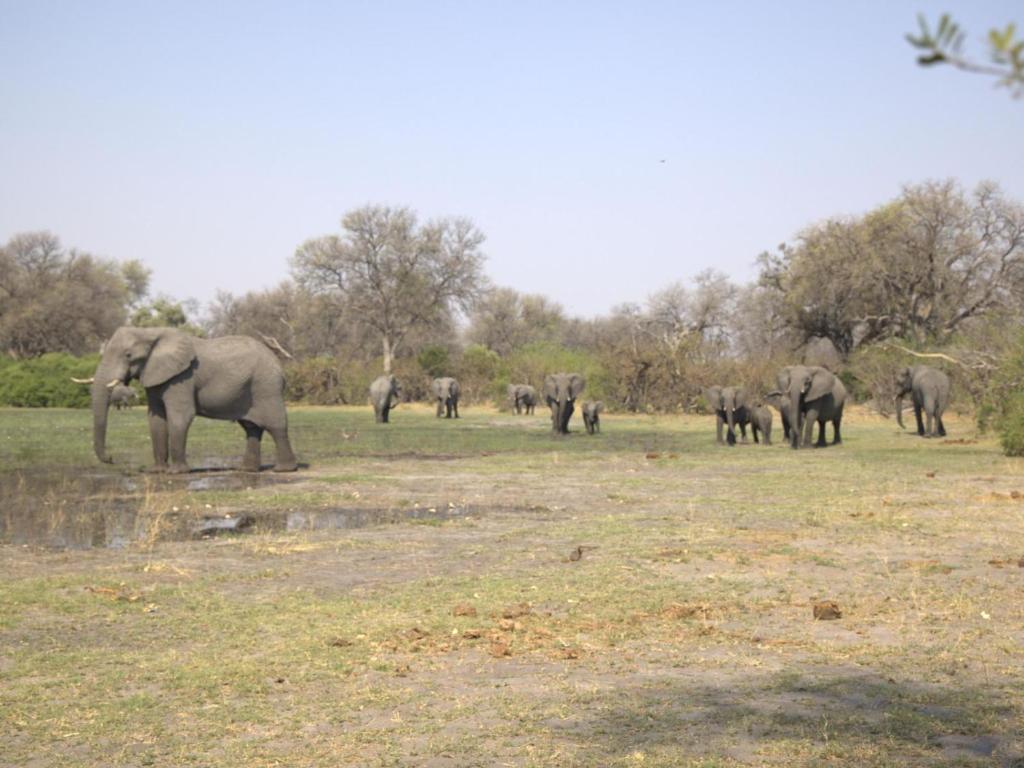 a herd of elephants standing in a field at Khwai Game Lodge and Campsite in Khwai