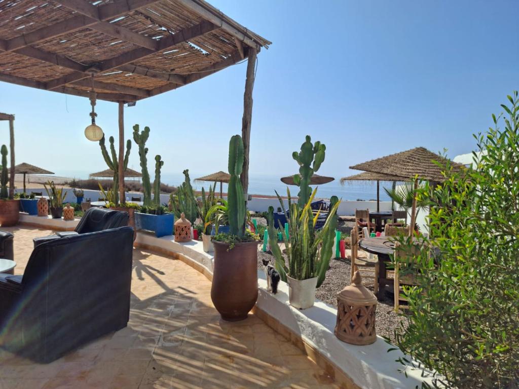 阿加迪尔Riad & Restaurant Ocean Beach Douira的庭院里种有许多仙人掌和植物