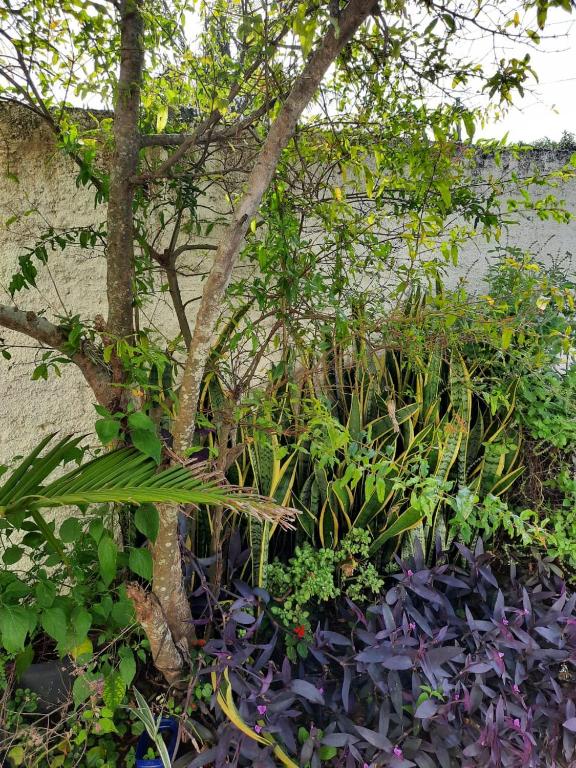 a group of plants next to a wall at Estúdio acolhedor e versátil in Laguna