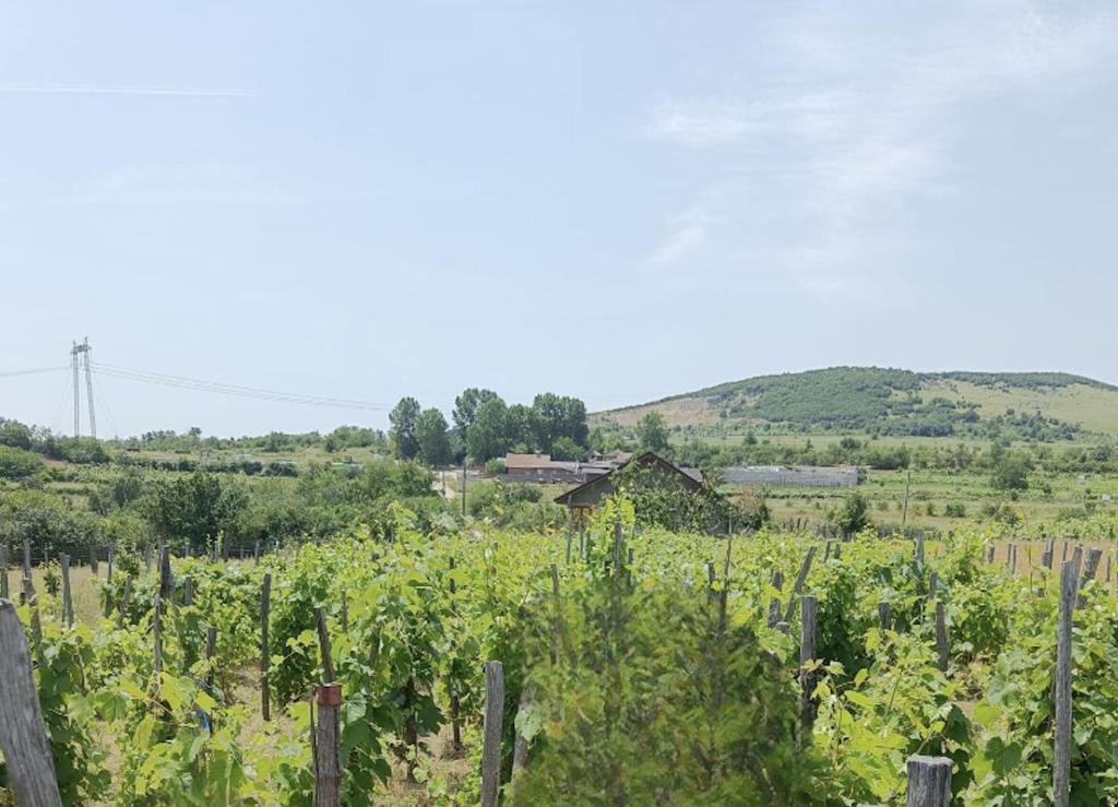 Un campo de viñas con una casa al fondo en Holiday home with vineyard and city view, 