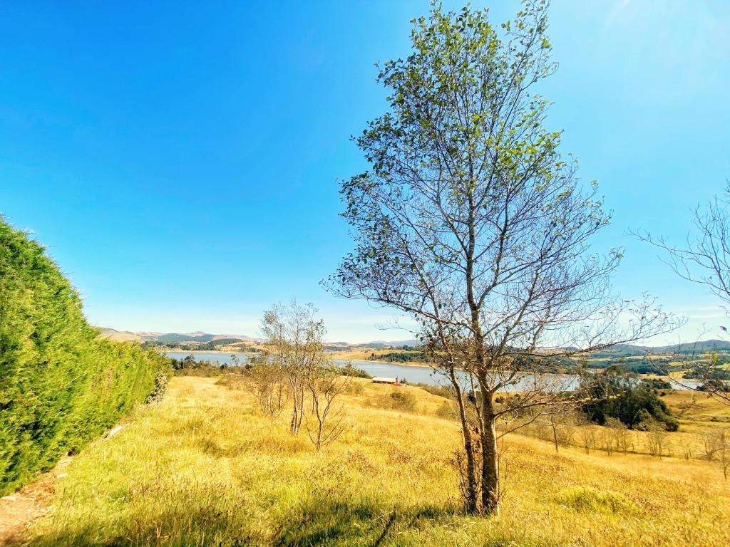 a tree in a field with a lake in the background at Casa Grande Sidarta 3 alcobas - Casita pequena 2 alcobas in Chocontá