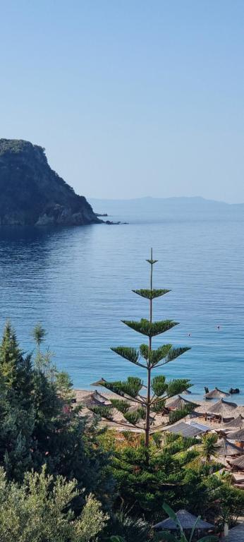 een dennenboom op de oever van een waterlichaam bij Lekas Room in Himare