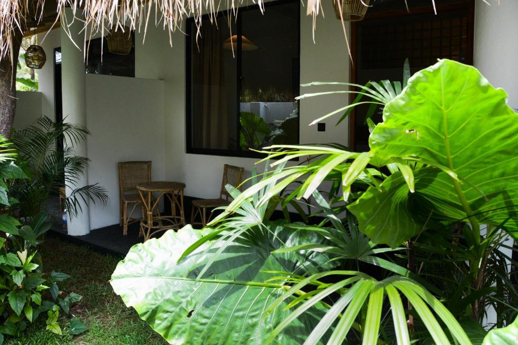 a house with a bunch of plants in the yard at Nova Surf House in Matara