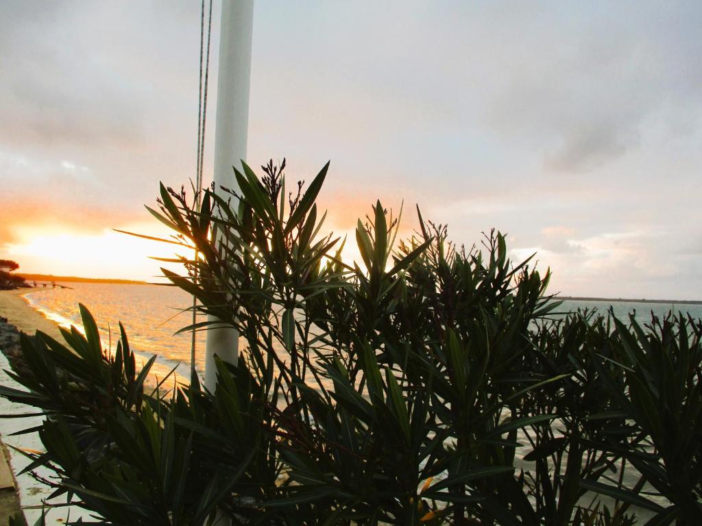 a plant in front of the ocean at sunset at RONCE, mer à 1mn, en XXL ! in Ronce-les-Bains