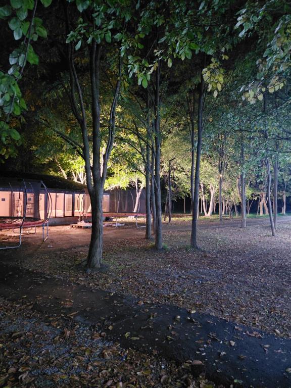 un grupo de árboles en un parque con hojas en el suelo en HOTEL RANCHO UPLISTSIKHE სასტუმრო რანჩო უიფლისციხე, en Uplistsikhe