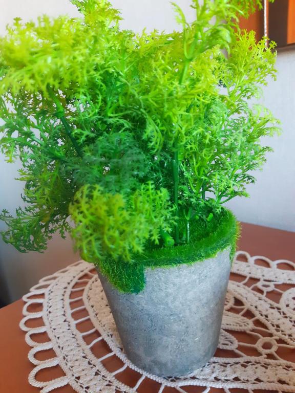 a green plant in a pot on a table at Cozy Studio East-Side in Cluj-Napoca