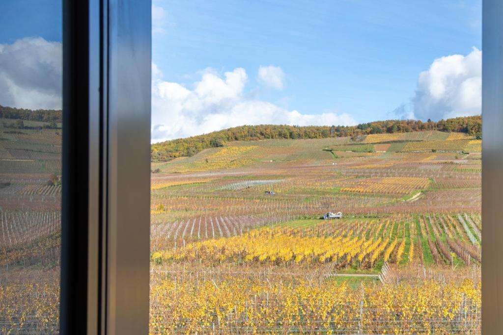 Kientzheim - Le coeur des vignes – photo 29