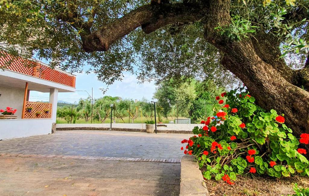 a tree with red flowers in a bush under it at 2 Bedroom Amazing Apartment In Casal Velino in Castellammare di Velia