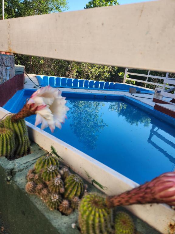 een vogel die over een zwembad naast een cactus vliegt bij Altos de Grecia Cabaña 3 in Villa Carlos Paz