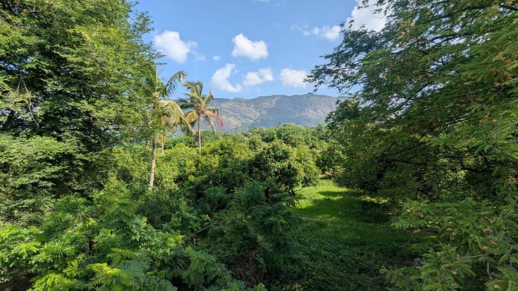 a forest of trees with a mountain in the background at Tharissu potta farm stay in Kollengode