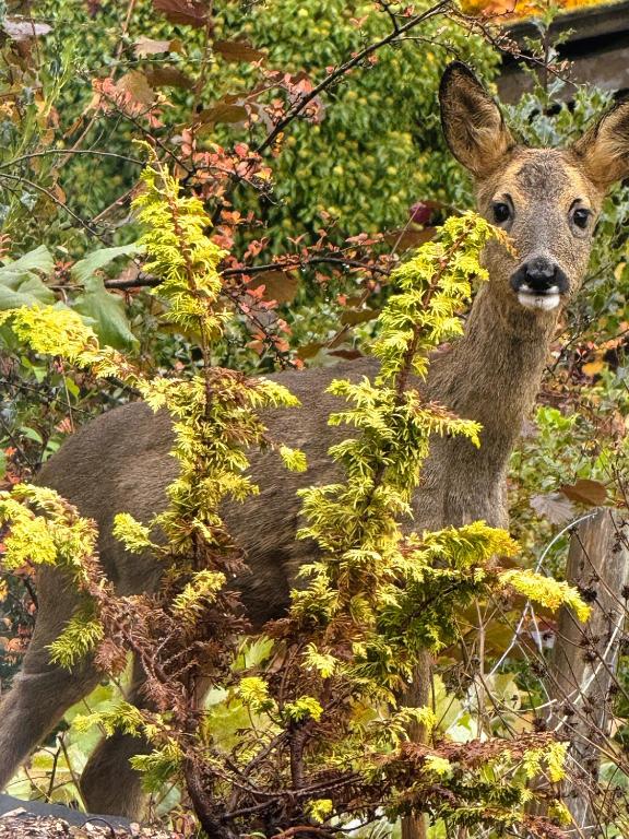 Landhotel Fernsicht - 11