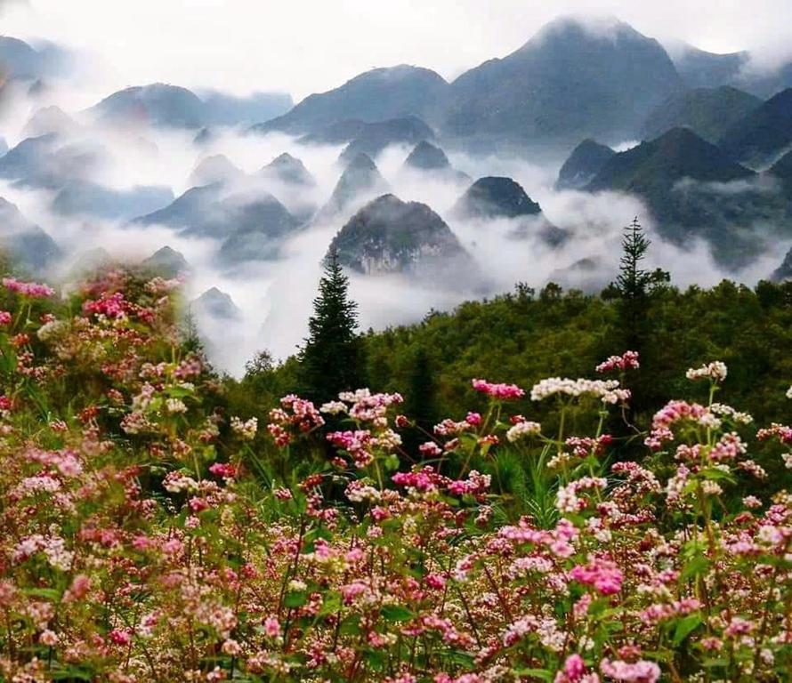 a field of flowers with mountains in the background at Placement For Cloud Hunting in Suy Tung Su
