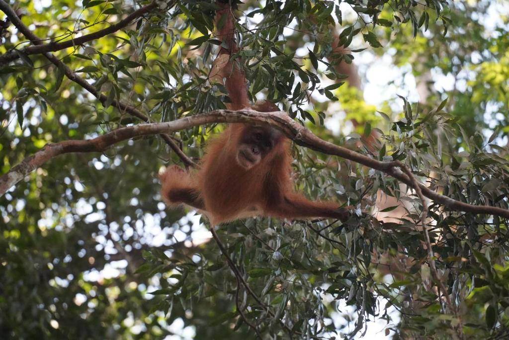 الحيوانات في بيت الضيافة أو بالجوار