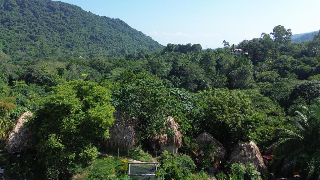 a forest of trees with mountains in the background at The Valley Tayrona hostel- A social jungle hostel in El Zaino