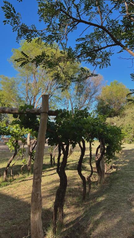 un gruppo di alberi in un campo con un cielo azzurro di By Lela a Tinogasta