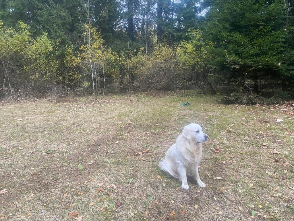 a white dog sitting in the grass in a field at Útulná maringotka v srdci Šumavy in Borová Lada