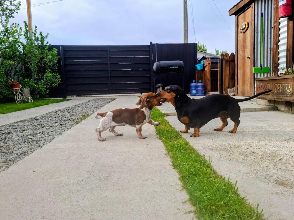 two dogs standing next to each other on a sidewalk at Cabañas Ruben Dario 1 in Puerto Natales