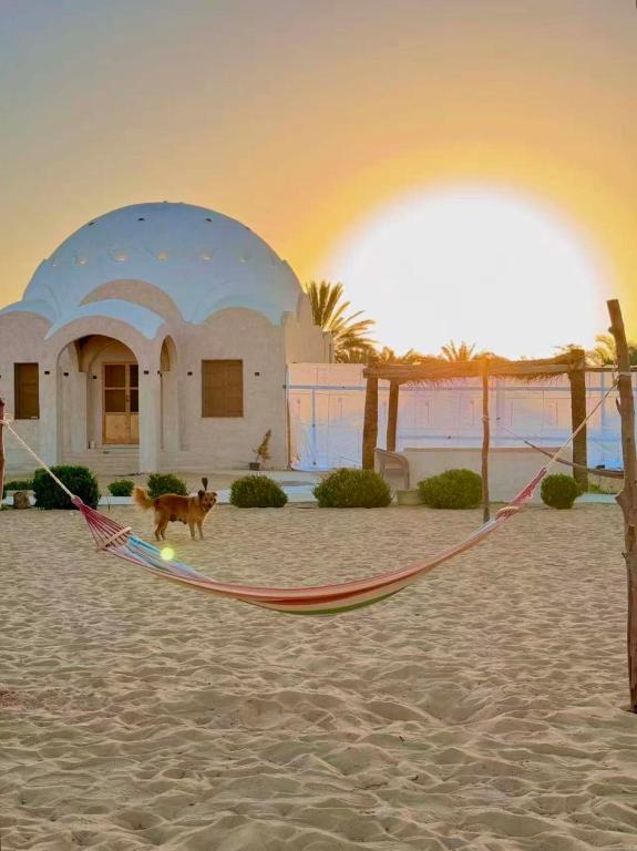a dog sitting in a hammock in front of a house at Gazrashek Siwa Hot spring& trips Haven in Siwa