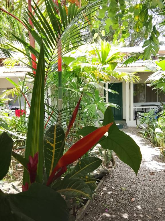 a garden with a bunch of plants in front of a house at Hotel Exotic Lodge in Puerto Viejo