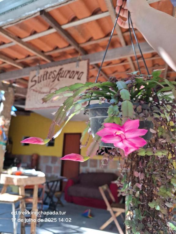 a potted plant with pink flowers hanging from a ceiling at Aurora suites chapada Diamantina in Lençóis