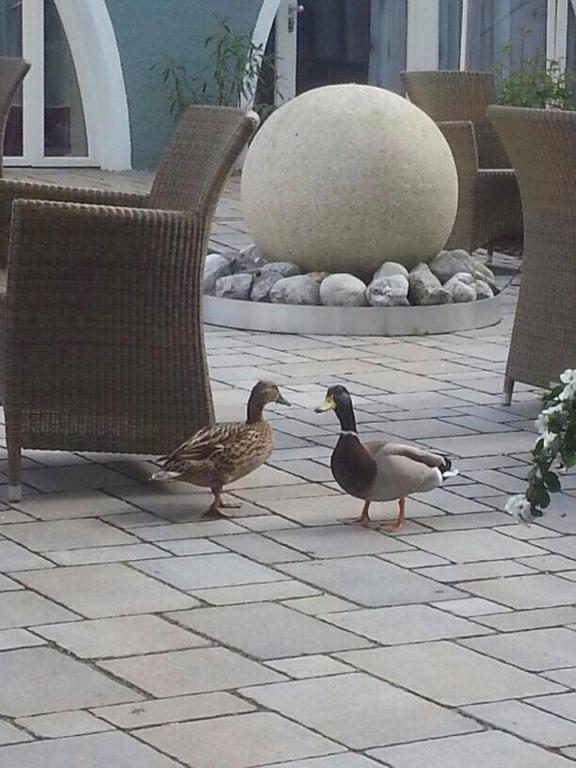 Zvířata v hotelu nebo okolí
