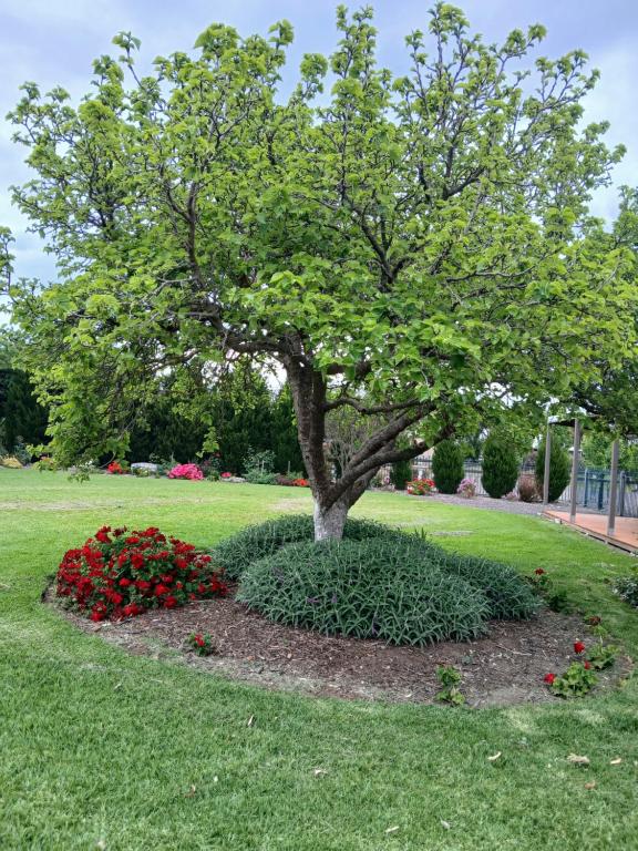 a tree in the middle of a field with flowers at Sherry house in Bannockburn