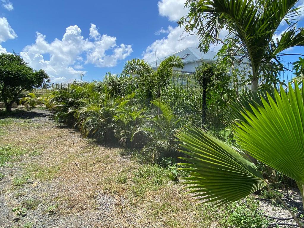 a row of palm trees in a yard at Villa Surf Kreol moderne à 3 min du Souffleur in Port-Louis