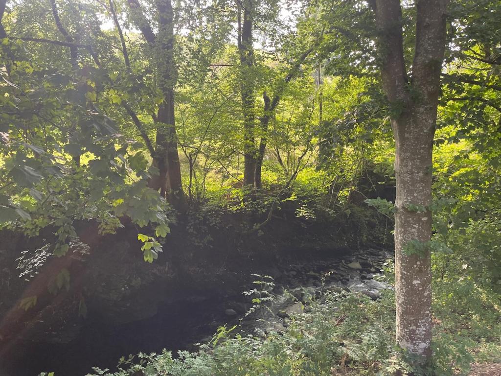 a forest filled with lots of trees and rocks at AfonCoed - A cozy, quiet stay by the river in Llanrhaeadr-ym-Mochnant
