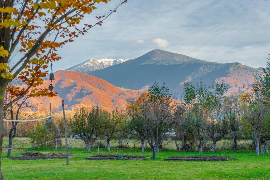 a field with trees and mountains in the background at Casa-Dorina in Petrila