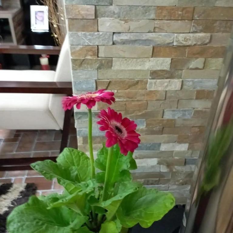 a vase with two flowers in front of a brick wall at Casa chiloe castro in Castro