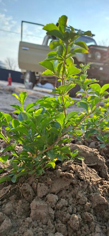 een groene plant groeit in een stapel stenen bij DREAMS INN guest house in Maun
