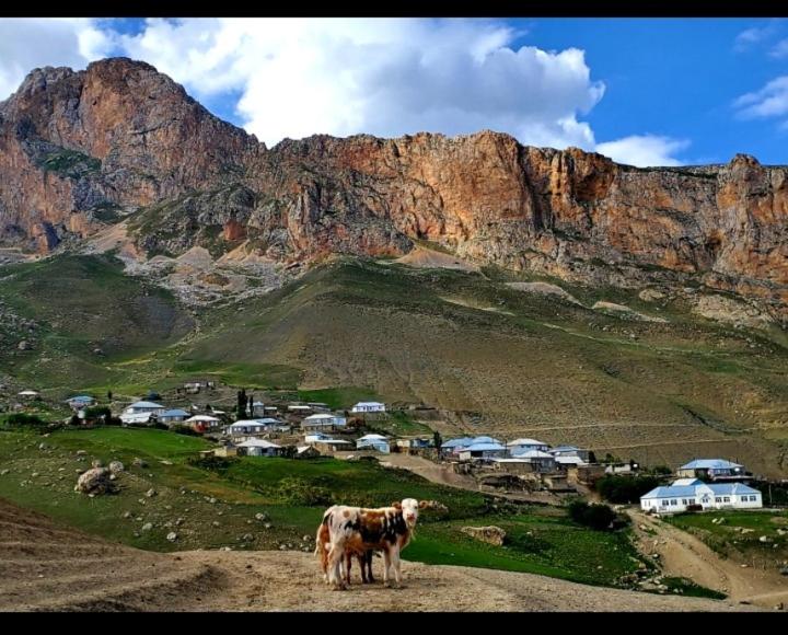 a cow standing in a field in front of a mountain at Guesthouse Teymur Galakhudat 