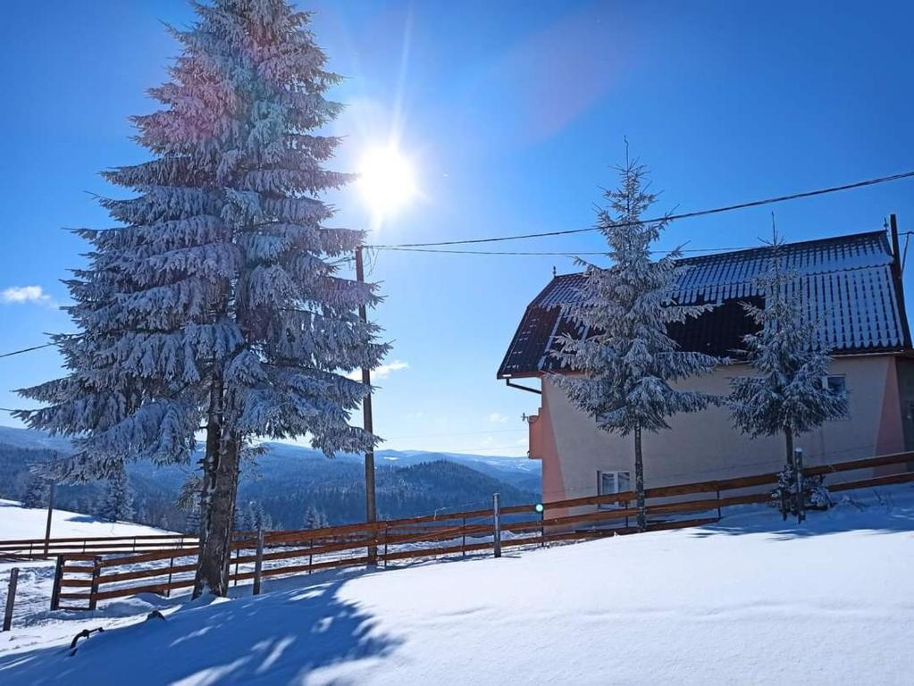 two trees in the snow next to a building at GreenHeart-Măguri in Măguri-Răcătău