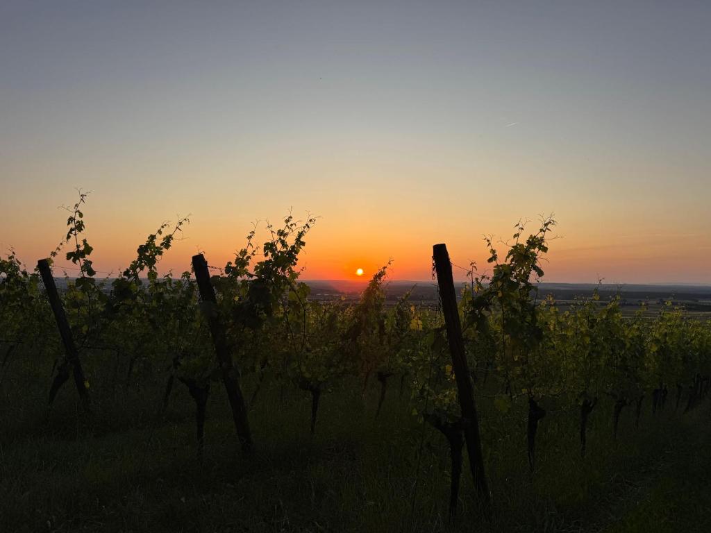 a sunset over a vineyard with a fence at Panorama-180-Grad in Kitzingen