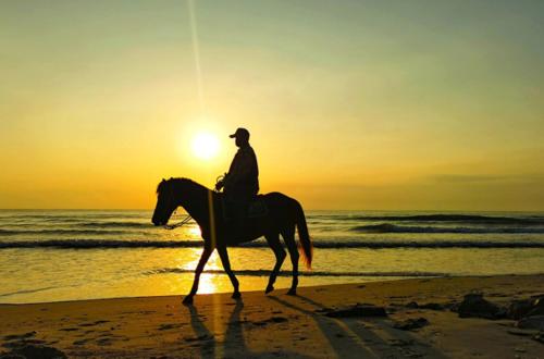 Ιππασία σε αυτό το διαμέρισμα ή εκεί κοντά