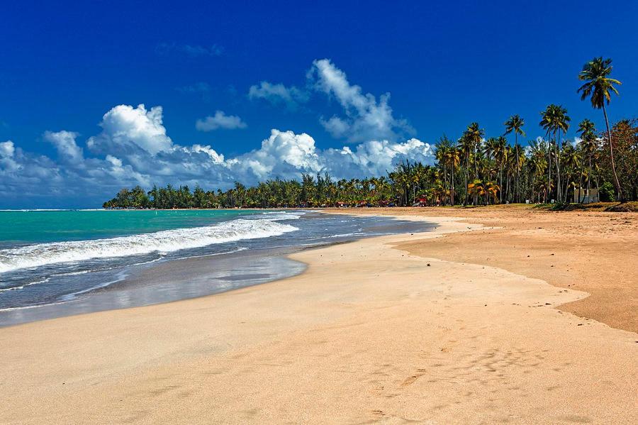 a sandy beach with palm trees and the ocean at The Sandy Pearl Apartment in Luquillo