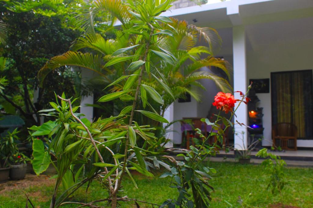 a plant with a red flower in front of a house at Sigiriya Mana B&B in Sigiriya